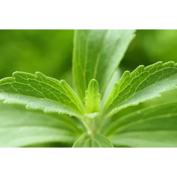 Natural Stevia Plants